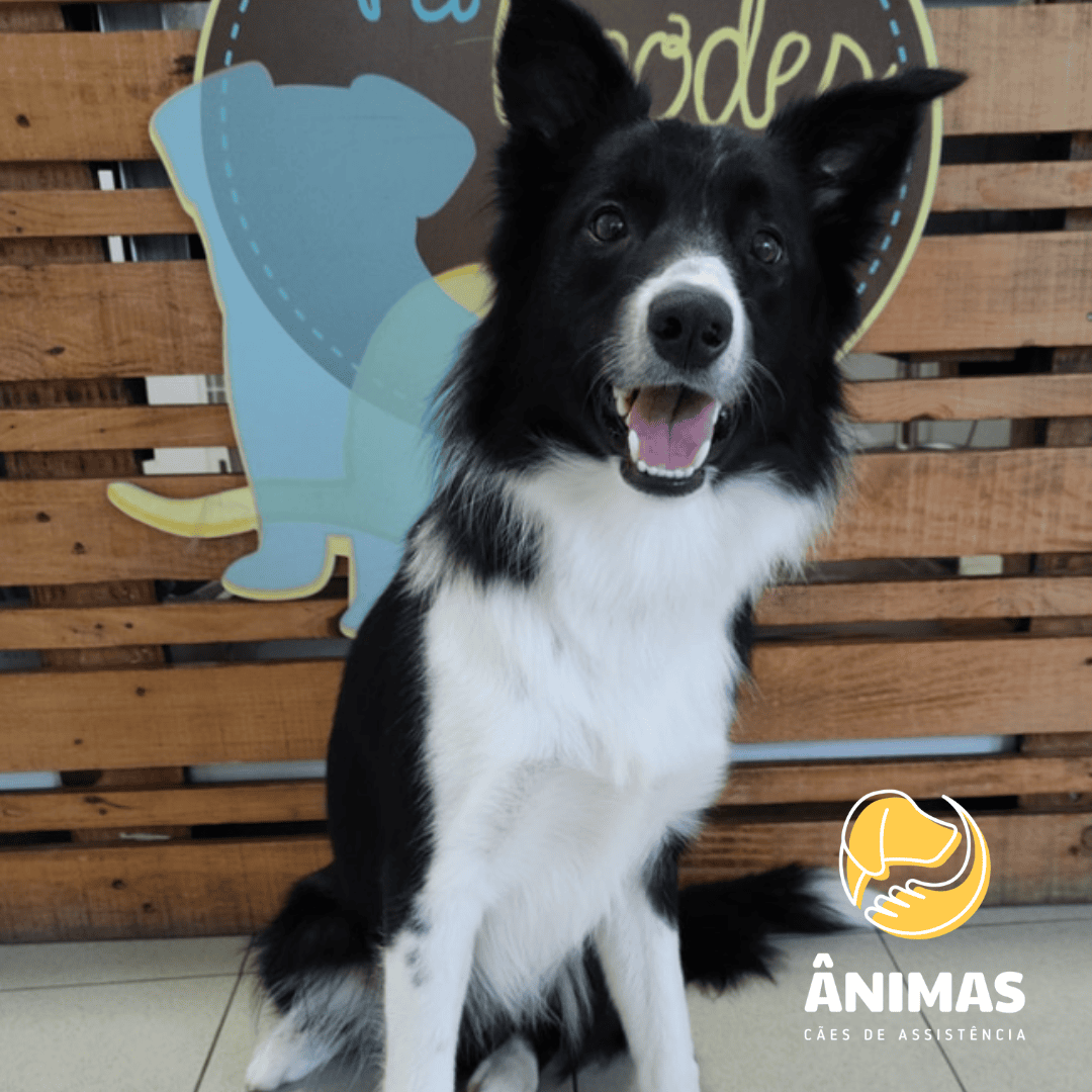 Heartie, um Border Collie, Preto e Branco