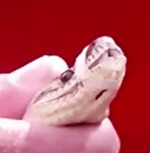 cobra / serpente com adesivo a fazer de açaime