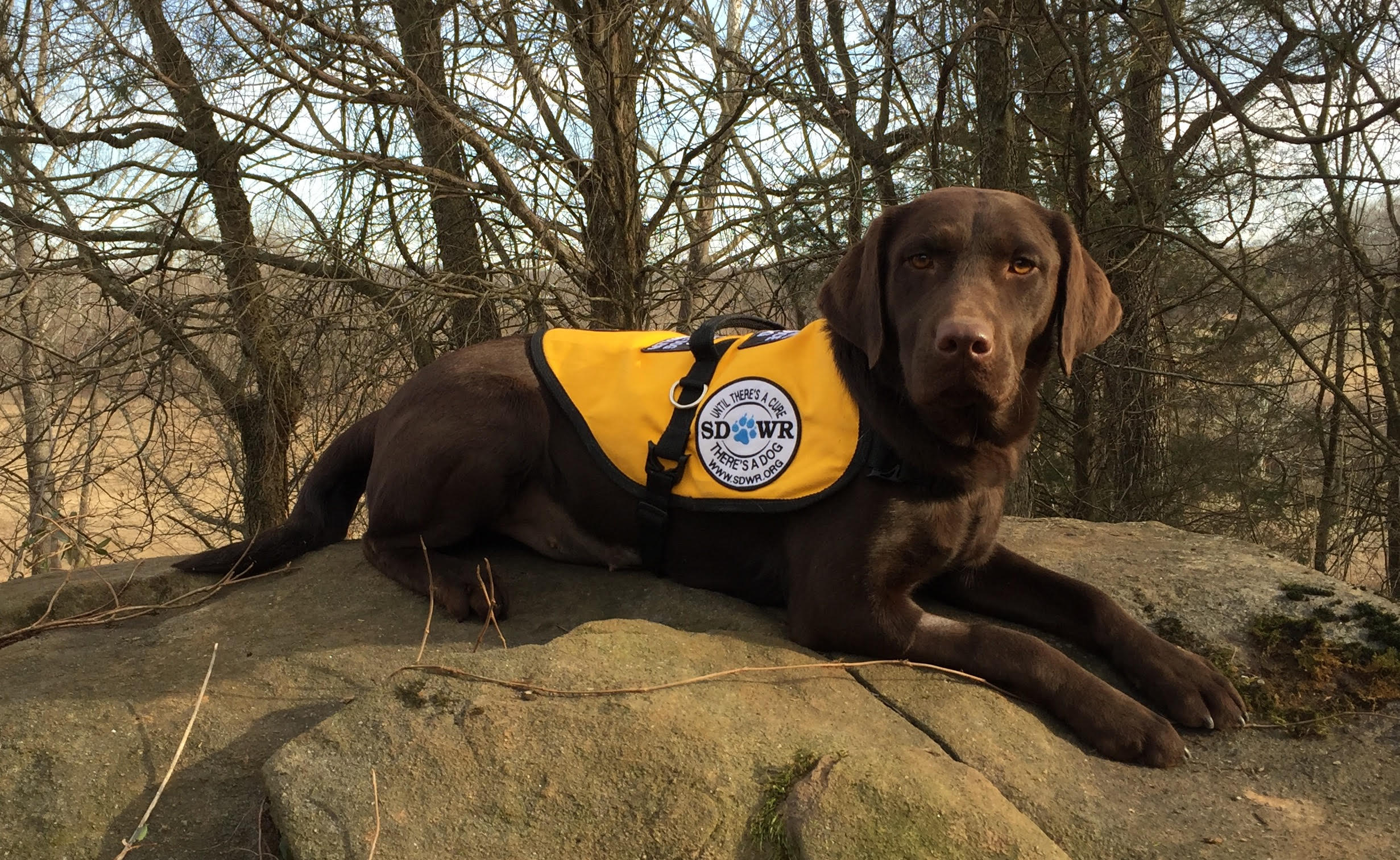 Service Dog by Warren Retrivers