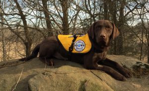 Service Dog by Warren Retrivers