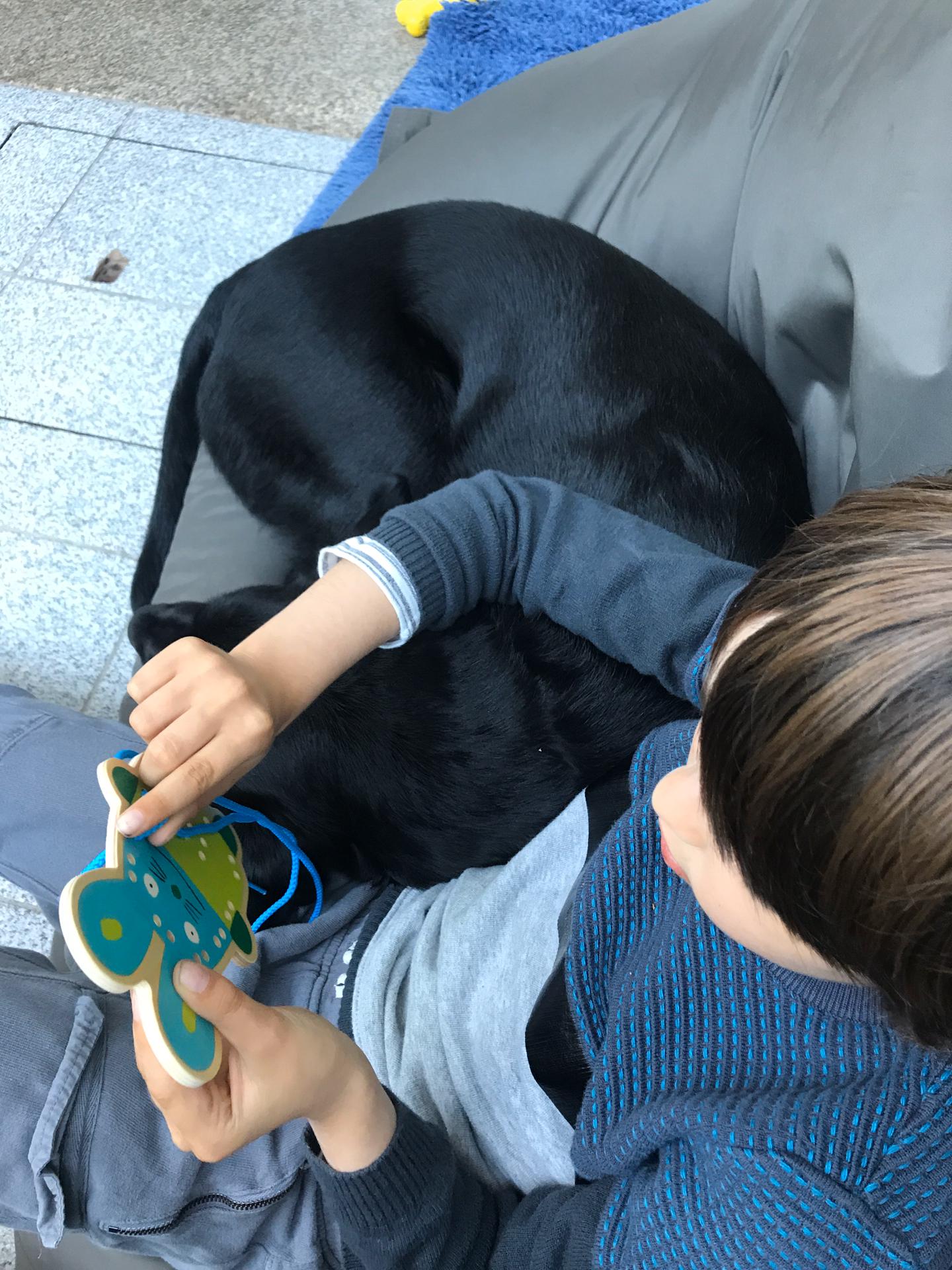 Tenho um cão. Será que pode ser um Cão de Assistência?